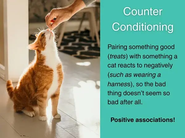 using ounter conditioning with your cat