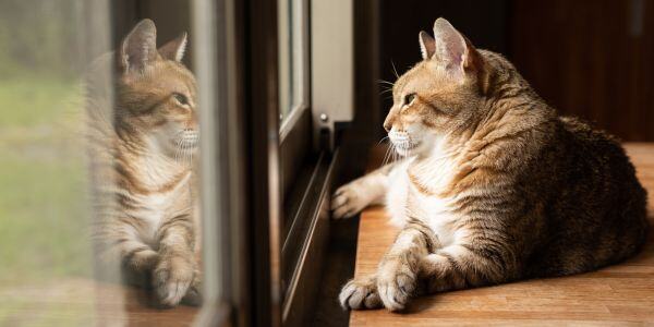 white and apricot cat lying down looking out the window-canva