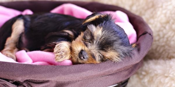 yorkie dog sleeping