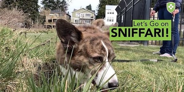 youtube thumbnail sniffari PV