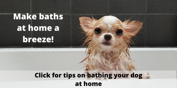tips-for-bathing-your-dog-at-home
