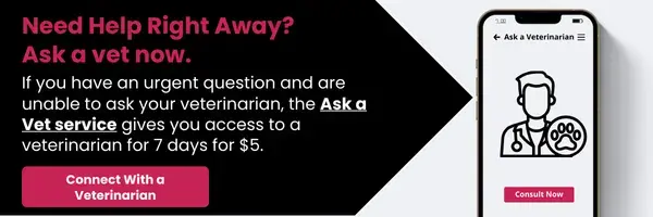 Consult a veterinarian now