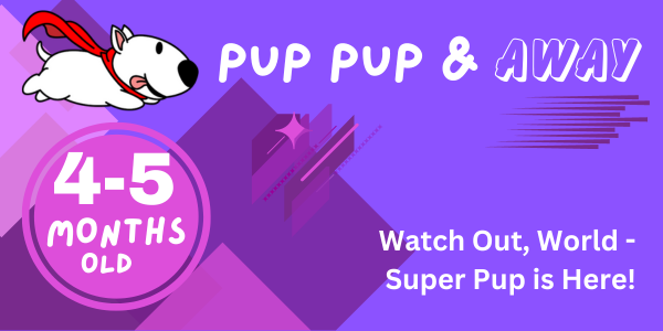 19-20 week old puppy