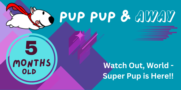 21-22 week old puppy