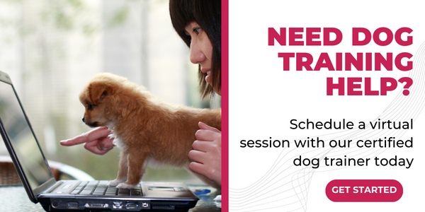 schedule a virtual dog training session with a certified dog trainer