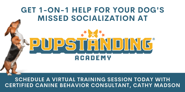private virtual dog training for your dog's missed socialization