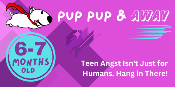 27-28 week old puppy