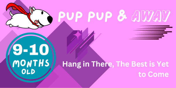 39-40 week old puppy