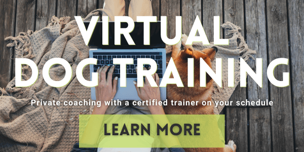 1-on-1 virtual dog training
