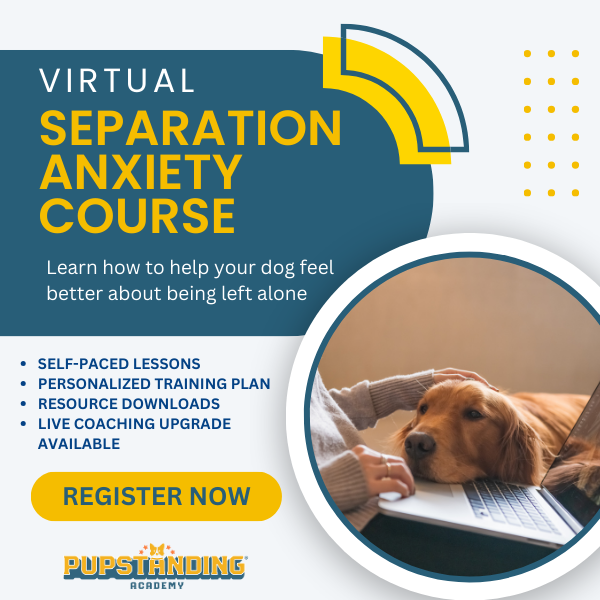 virtual separation anxiety course for dogs