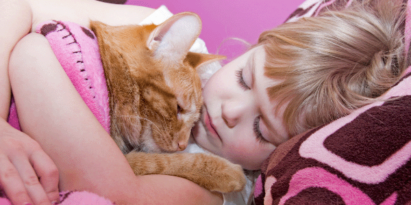 cat snuggling under a blanket