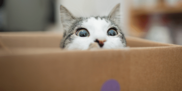 anxious and stressed cat sitting in a box