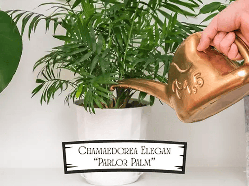 Chamaedorea Elegan Pet Safe Plant