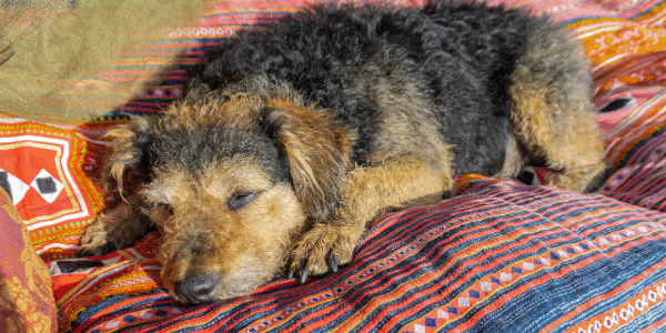 comfortable-senior-dog