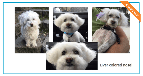 Example of Lost Pet Poster