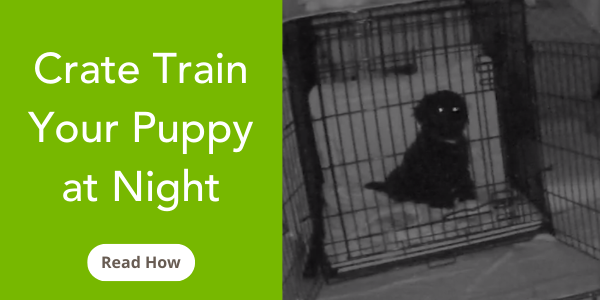 how-to-crate-train-your-puppy-at-night