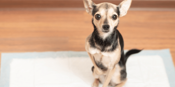 dog potty pad - 600 canva