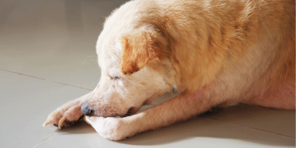 dog-skin-paw-itchy