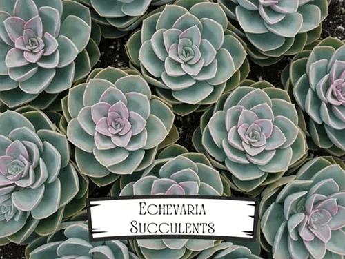 Echevaria succulents Pet Safe Plant