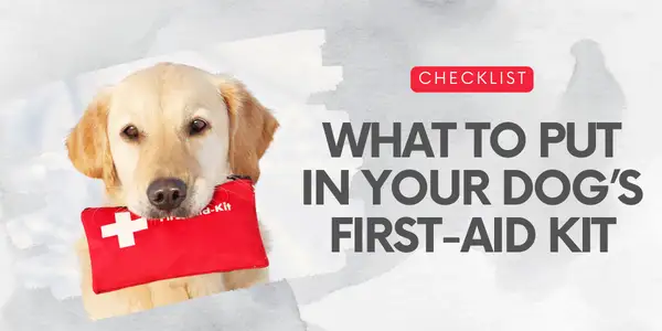 what supplies to put in your dog's first-aid kit