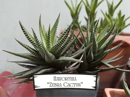 Haworthia Zebra Cactus Pet Safe Plant