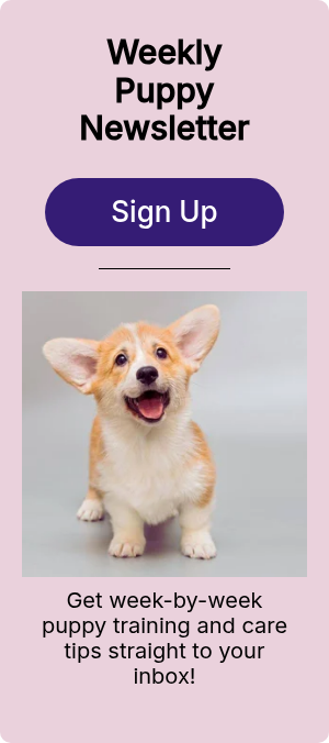 Weekly Puppy Newsletter &nbsp;