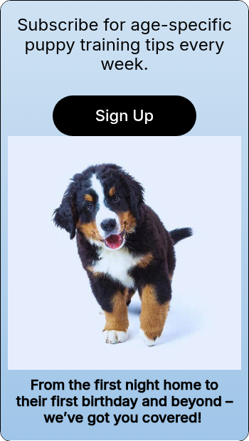 Subscribe for age-specific puppy training tips every week.