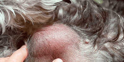 Lipoma en la piel de un perro