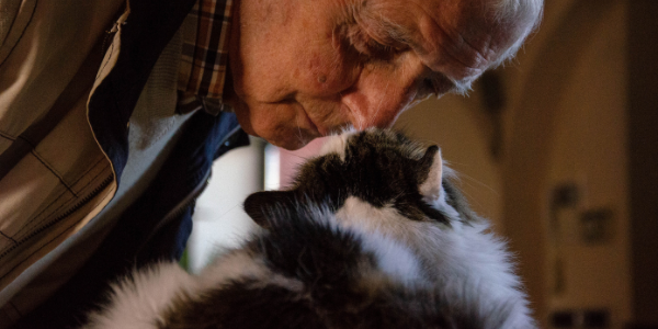 loving a senior cat