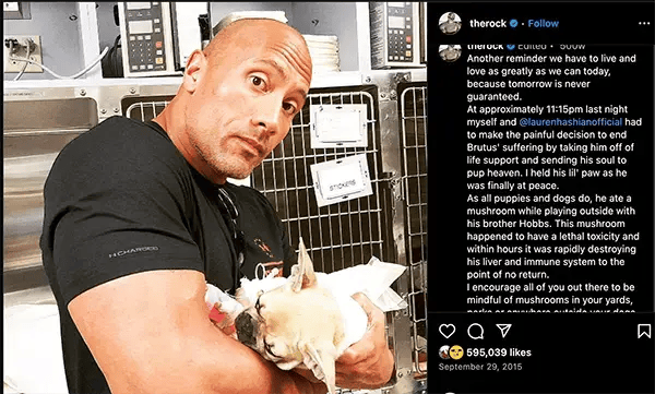 mushroom toxicity in dogs - The Rock's story