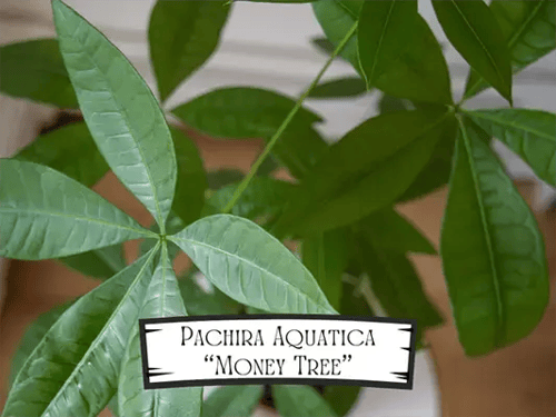 Pachira Aquatica Money Tree Pet Safe Plant