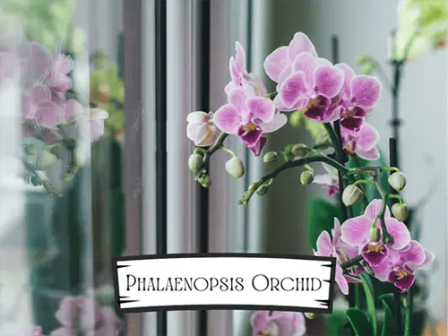 Phalaenopsis Orchid  Pet Safe Plant.