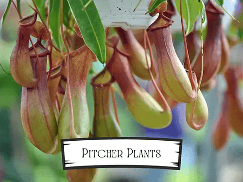 Pitcher Plants - Pet Safe