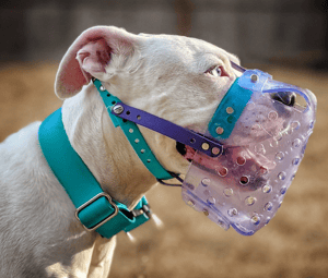 clear vinyl basket muzzle for dogs
