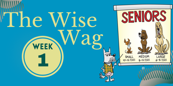 senior journey week 1 header