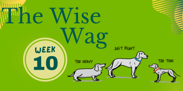 senior journey week 10 header