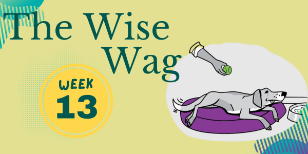 senior journey week 13 header