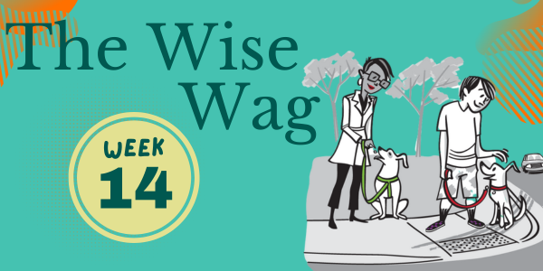 senior journey week 14 header