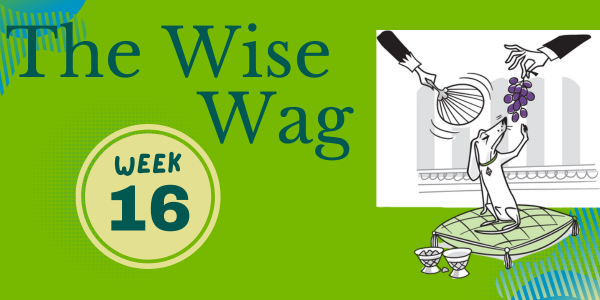 senior journey week 16 header