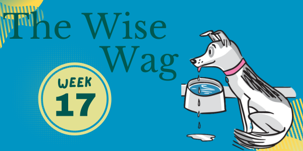 senior journey week 17 header