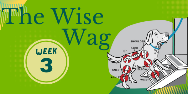 senior journey week 3 header