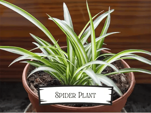 Spider Plant  Pet Safe Plant
