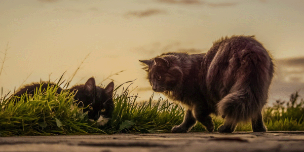 two cats outside one has ringworm