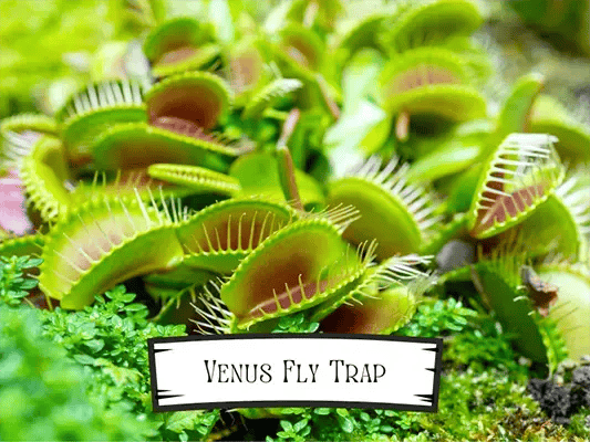 Venus Fly Trap - Carnivorous Pet Safe Plant