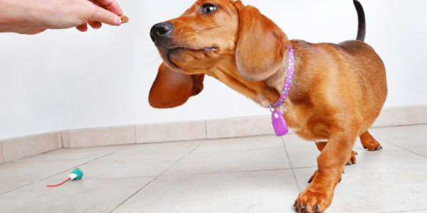 why we use dog treats in training