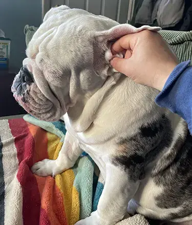 Maevis the bulldog getting her ears cleaned with a soaked cotton ball